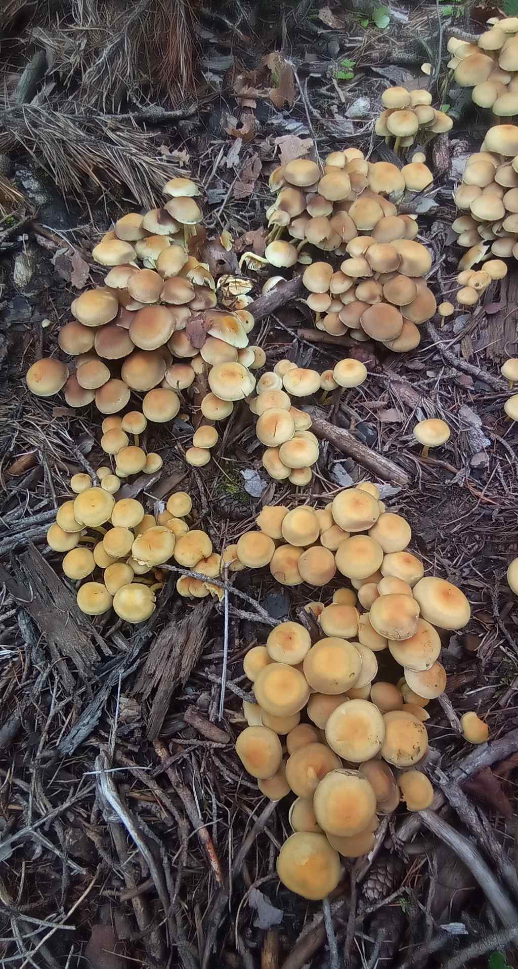 Hypholoma fasciculare